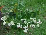 Clerodendrum thomsoniae. Побеги с соцветиями. Таиланд, национальный парк Си Пханг-нга. 19.06.2013.