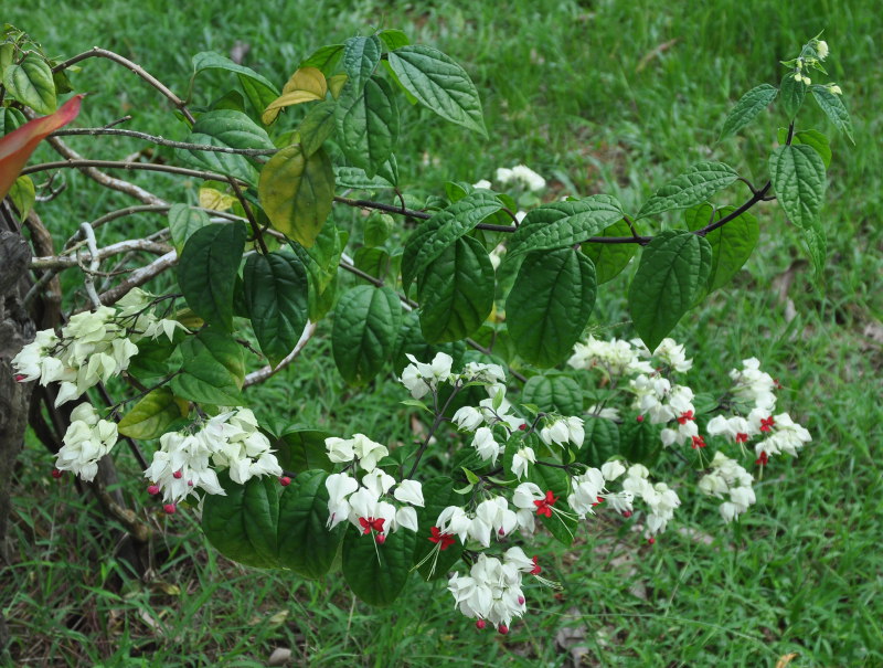 Image of Clerodendrum thomsoniae specimen.