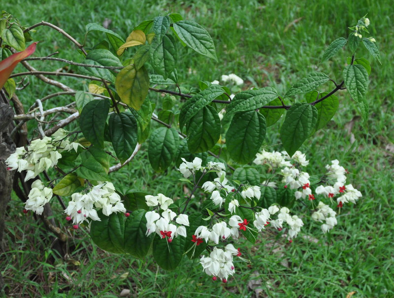 Изображение особи Clerodendrum thomsoniae.