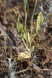 Amberboa turanica. Прикорневая часть растения. Южный Казахстан, восточная граница пустыни Кызылкум. 07.05.2013.