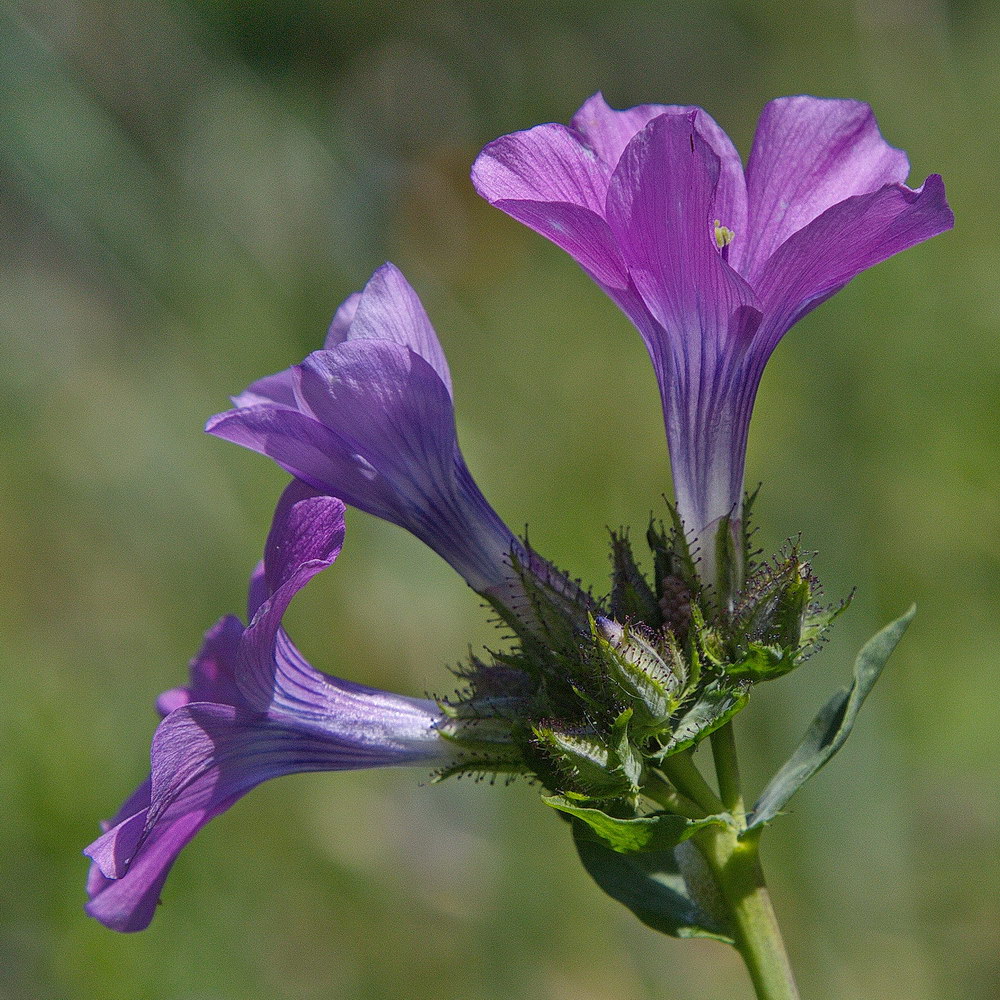 Image of Linum heterosepalum specimen.