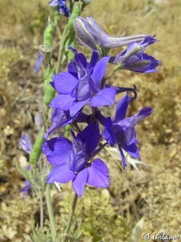 Изображение особи Delphinium ajacis.