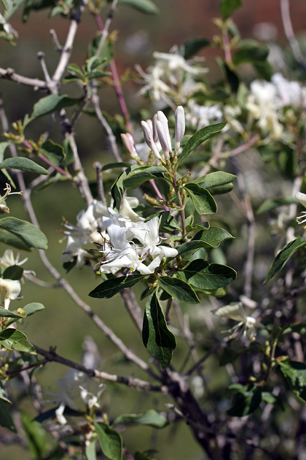 Изображение особи Lonicera nummulariifolia.