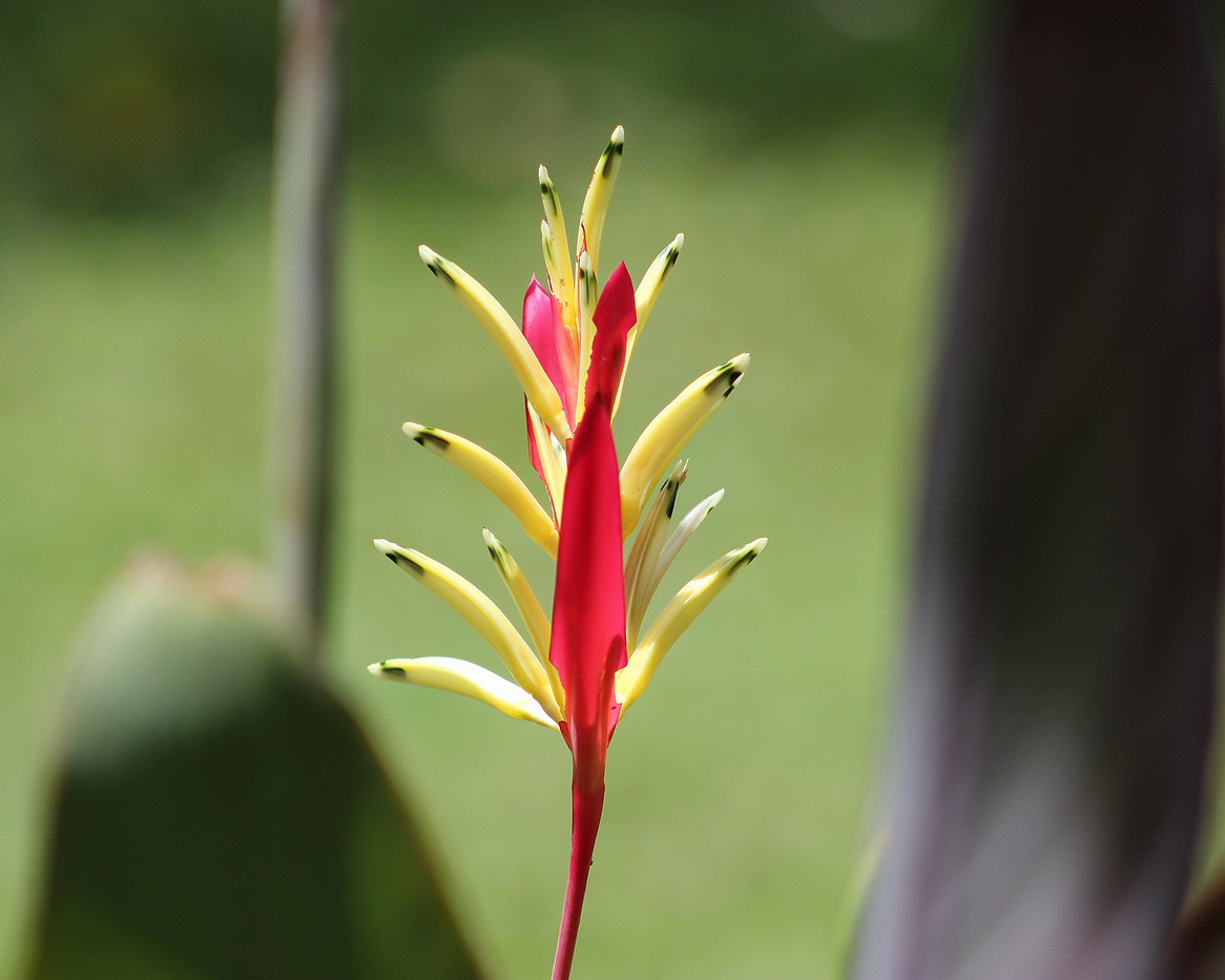 Image of Heliconia psittacorum specimen.