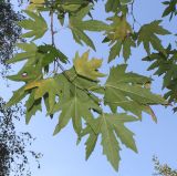 Platanus orientalis. Веточки. Германия, г. Дюссельдорф, Ботанический сад университета. 04.09.2013.