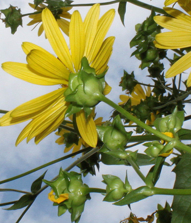 Изображение особи Silphium perfoliatum.