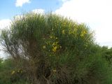 Spartium junceum. Цветущее растение. Израиль, Верхняя Галилея. 06.04.2010.