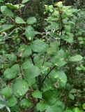 Betula humilis