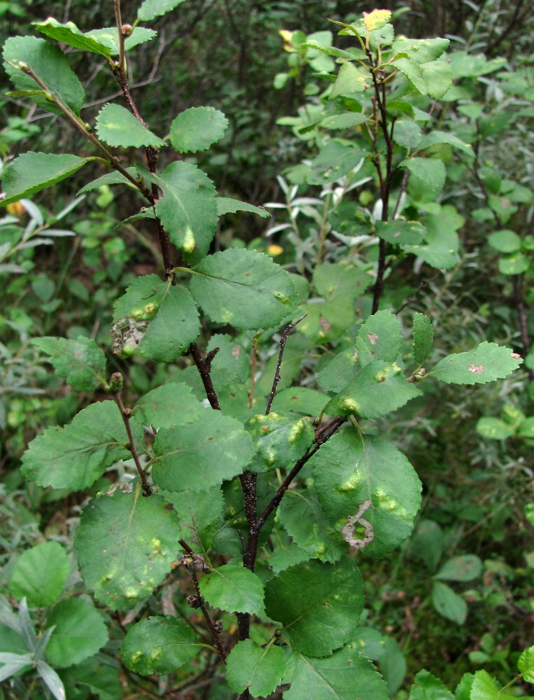 Изображение особи Betula humilis.