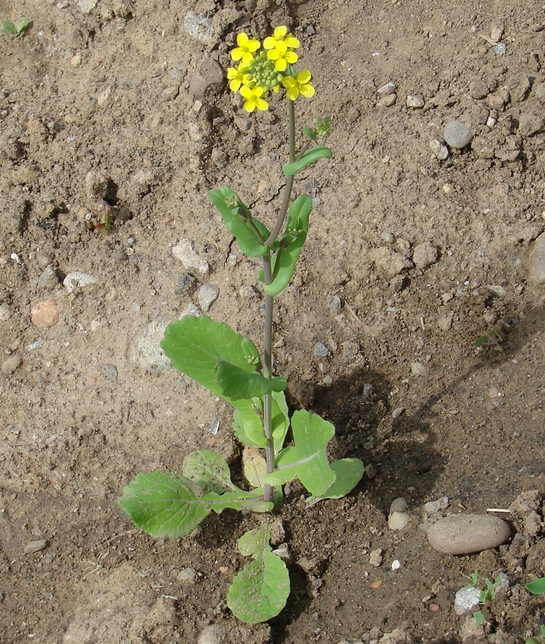 Изображение особи Brassica campestris.