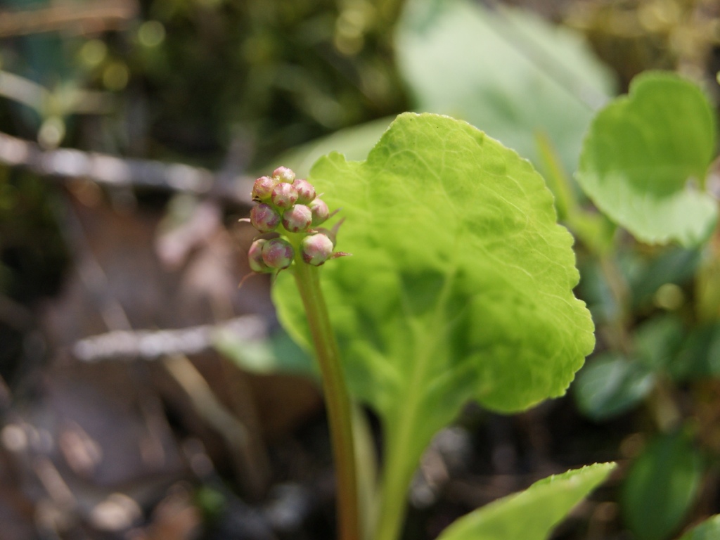 Image of Pyrola minor specimen.