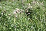 Cirsium incanum. Верхушка плодоносящего растения. Восточно-Казахстанская обл., Уланский р-н, окр. с. Украинка, луг. 19.08.2012.