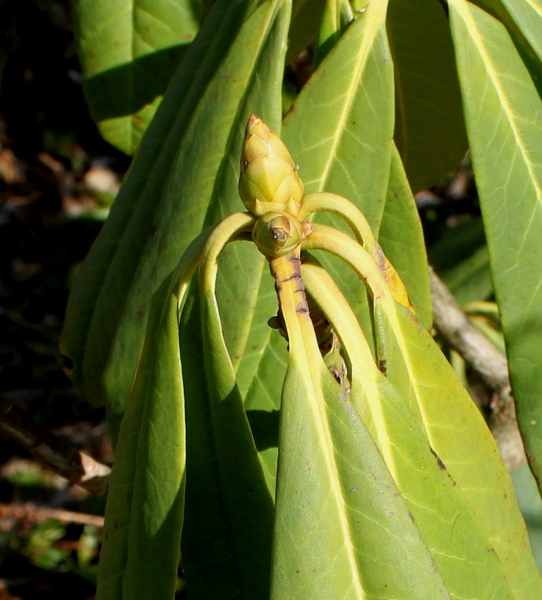 Изображение особи Rhododendron macrophyllum.