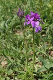 Hesperis sibirica