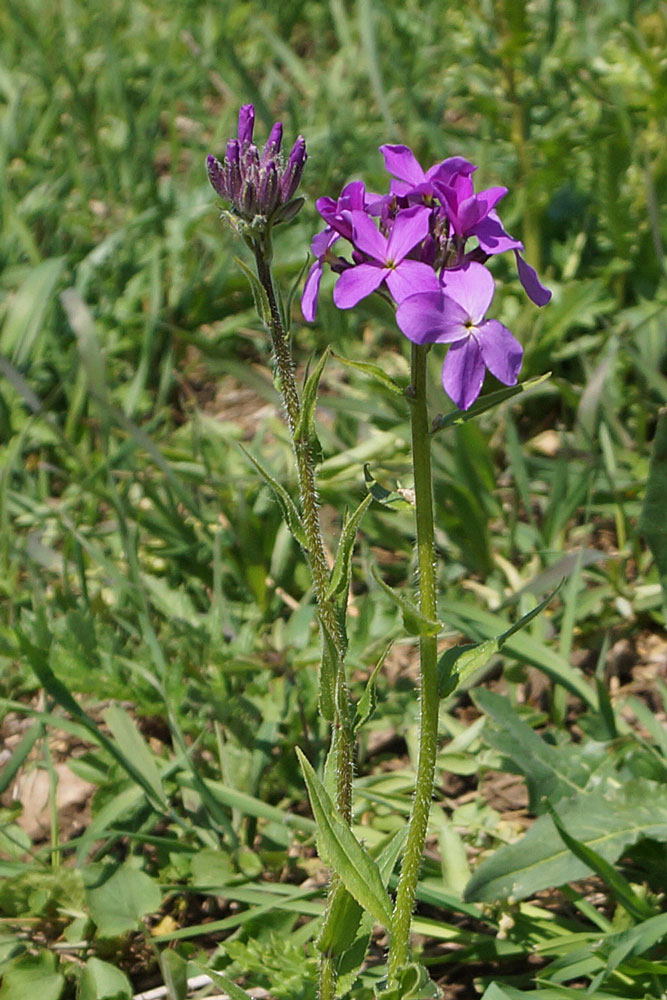 Image of Hesperis sibirica specimen.