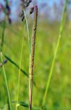 Phleum pratense