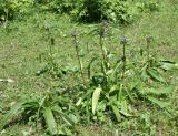 Gentiana macrophylla