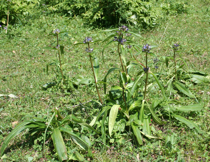 Image of Gentiana macrophylla specimen.