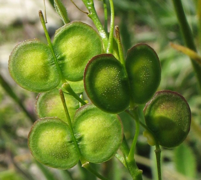 Image of Biscutella laevigata specimen.