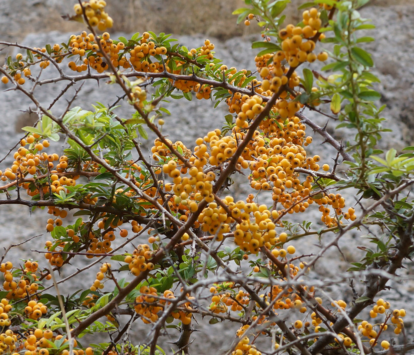 Изображение особи род Pyracantha.