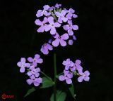 Hesperis matronalis