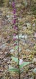 Epipactis atrorubens