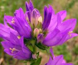 Campanula cephalotes