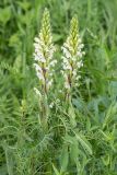 Pedicularis sibirica