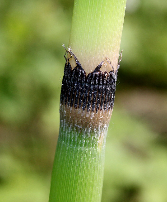 Изображение особи Equisetum hyemale var. robustum.