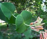 Lonicera × brownii. Верхушка побега с расцветающим соцветием. Москва, филиал Ботсада МГУ \"Аптекарский огород\". 03.06.2014.
