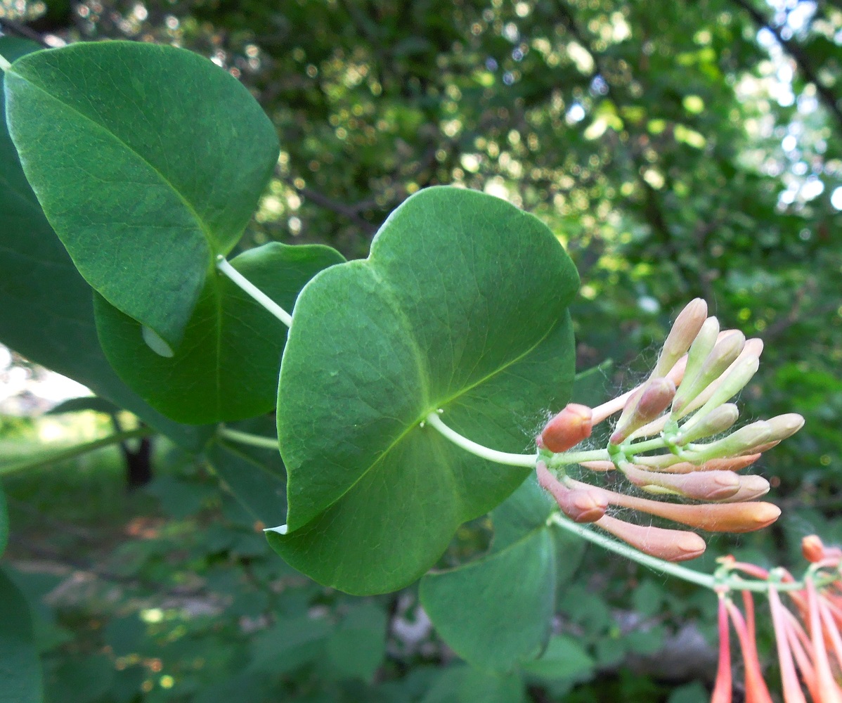 Image of Lonicera × brownii specimen.