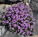 Erinus alpinus. Цветущее растение. Германия, г. Дюссельдорф, Ботанический сад университета. 04.05.2014.