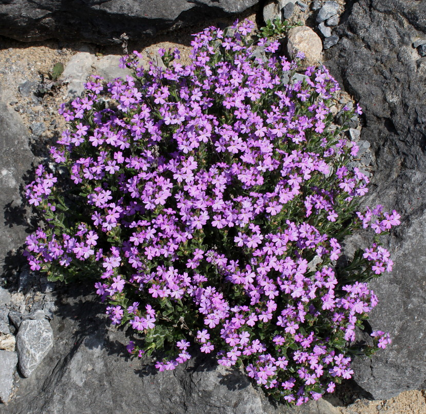 Изображение особи Erinus alpinus.