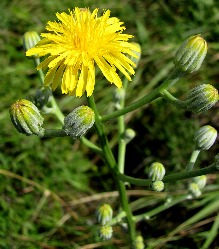 Image of Crepis pannonica specimen.