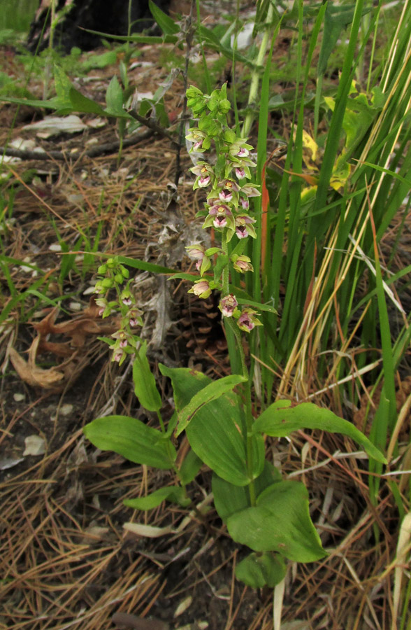 Изображение особи Epipactis helleborine.