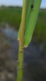 Festuca pratensis. Часть побега с основанием листа. Ростовская обл., Азовский р-н, окр. пос. Солнечный, берег пруда. 11.06.2014.