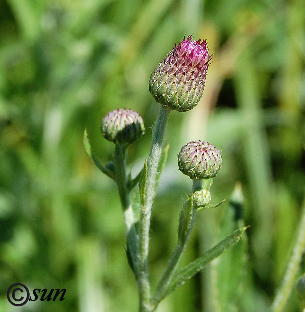 Изображение особи Cirsium incanum.