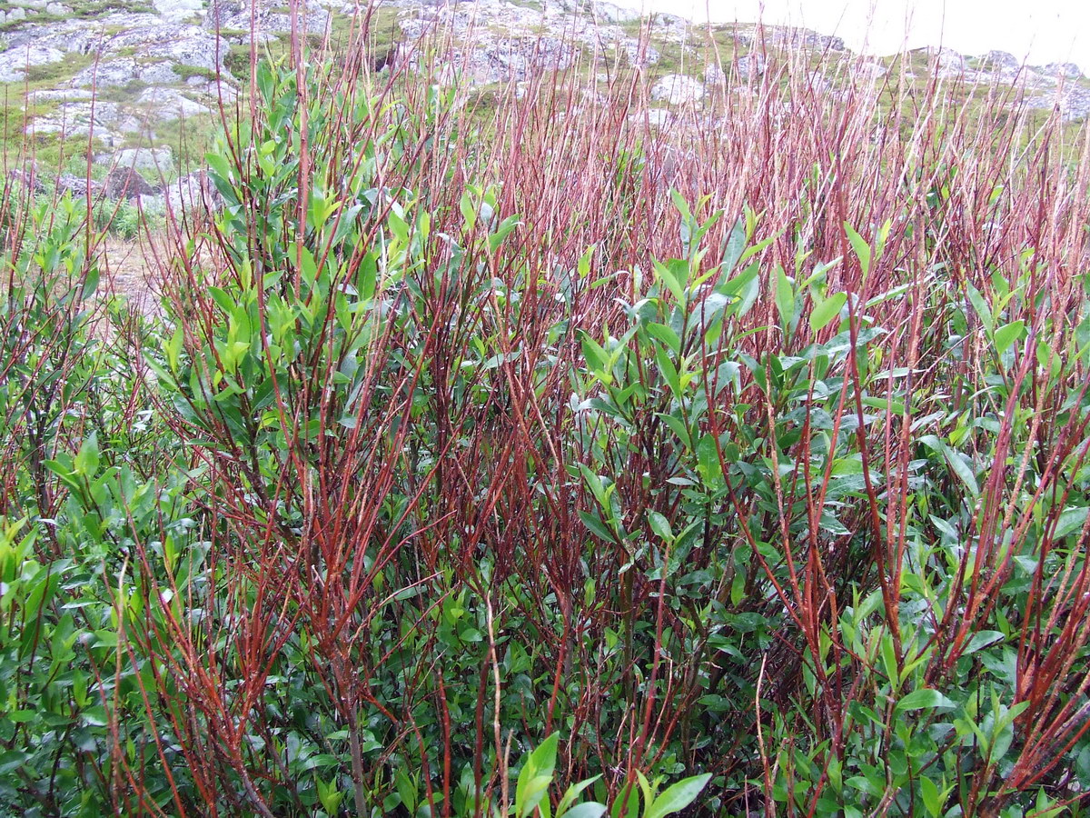 Изображение особи Salix phylicifolia.