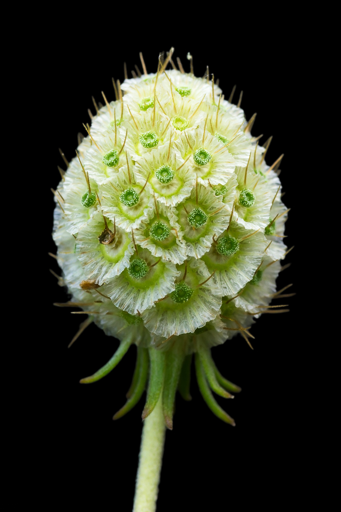 Изображение особи Scabiosa ochroleuca.