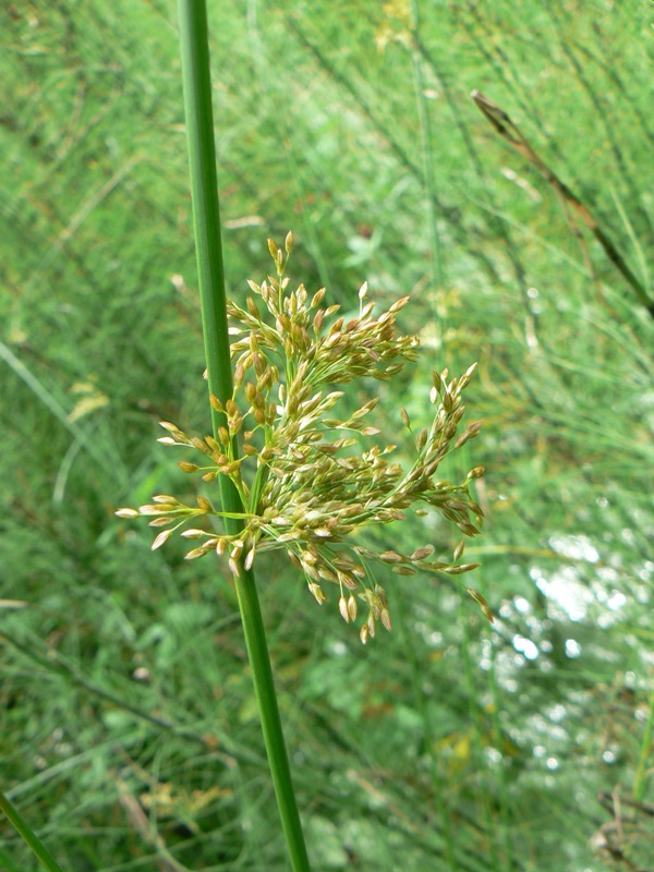 Изображение особи Juncus effusus.