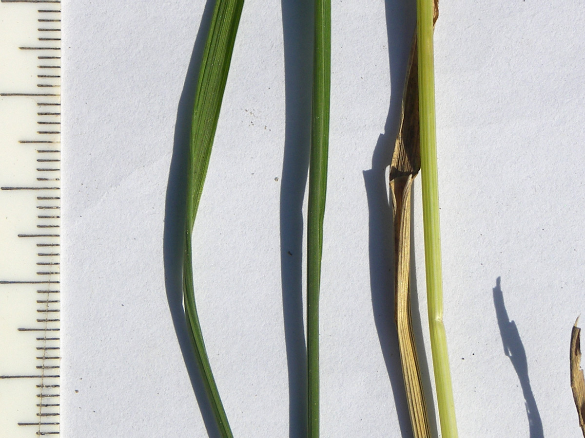 Image of Hordeum violaceum specimen.