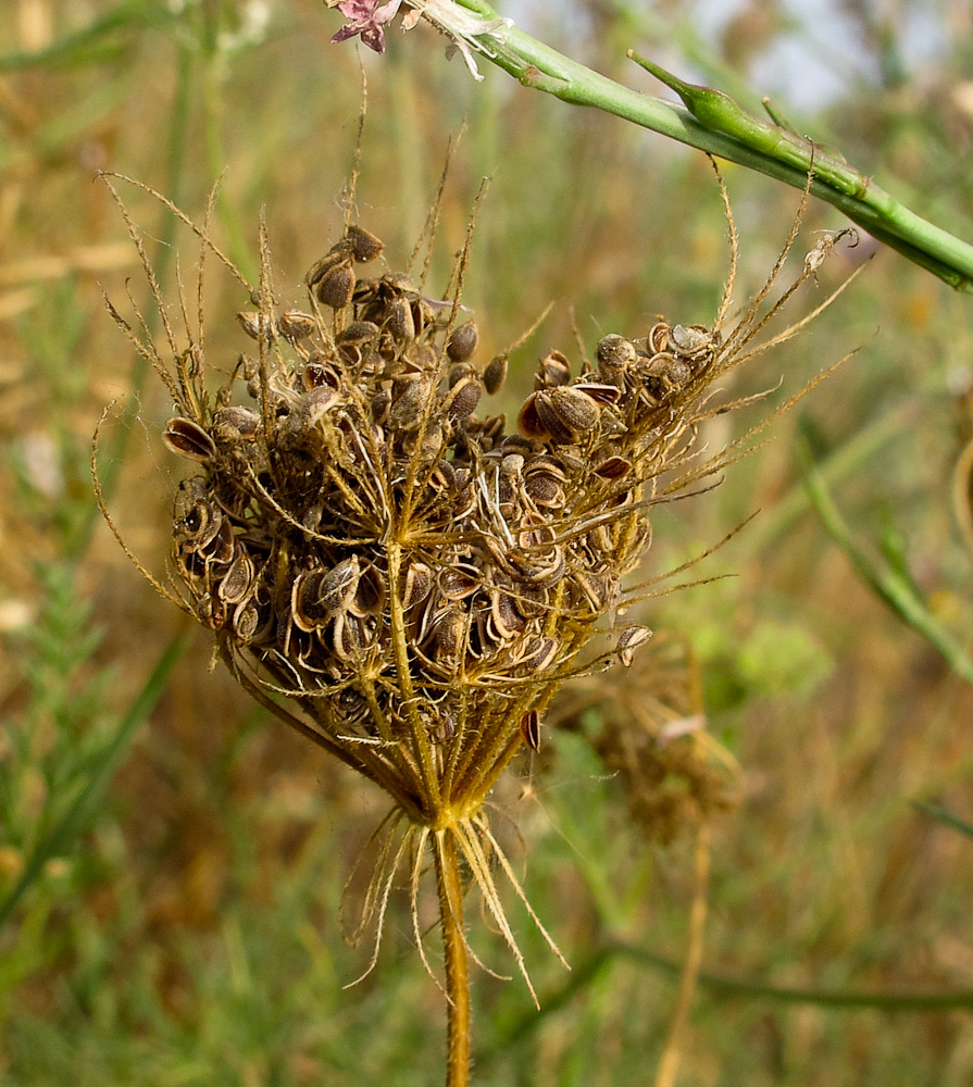 Image of Tordylium trachycarpum specimen.