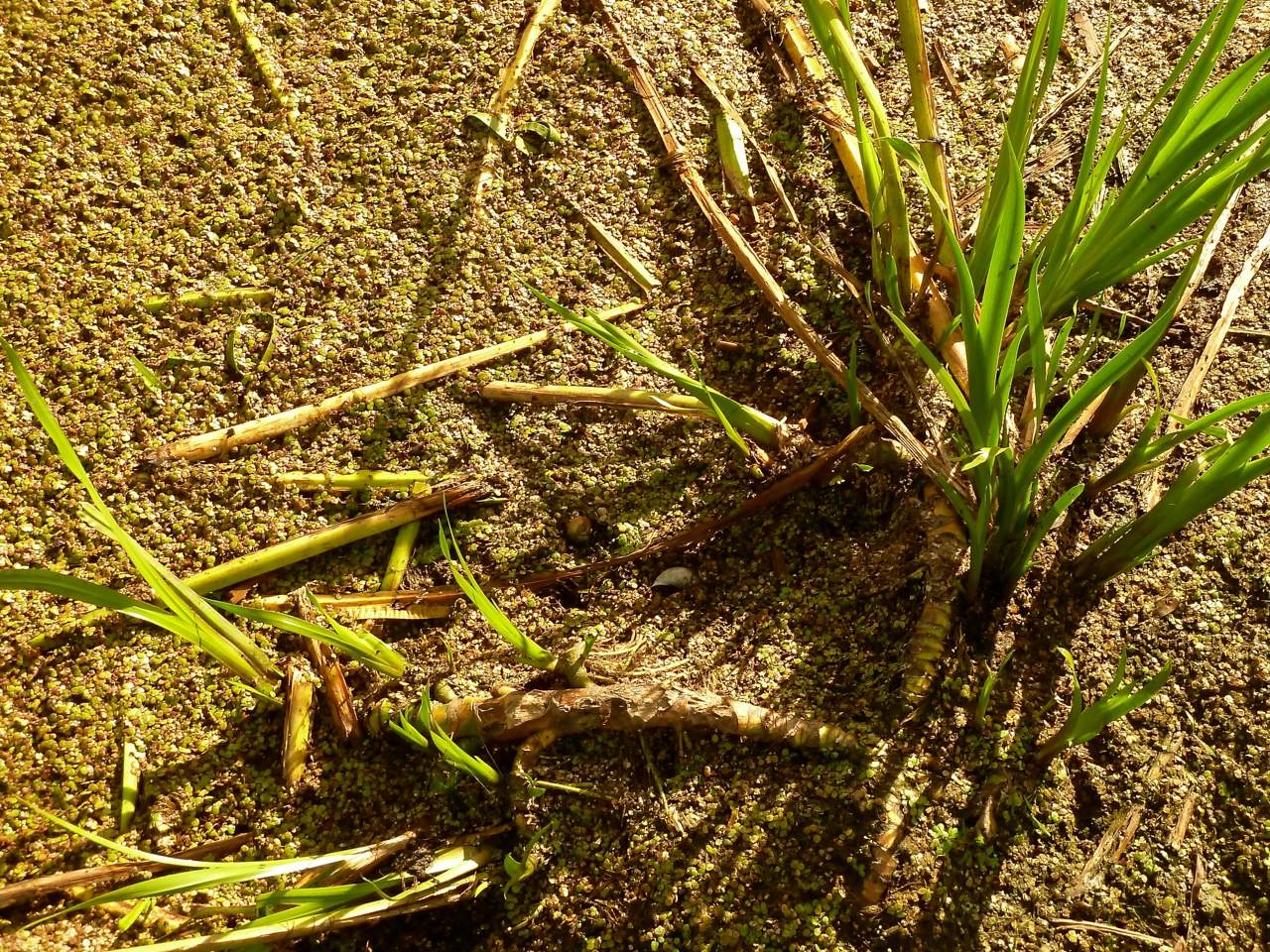 Image of Acorus calamus specimen.