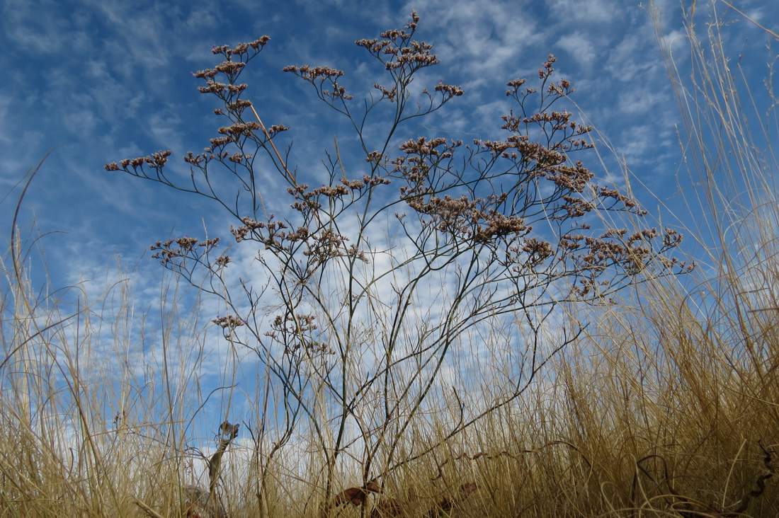 Image of Limonium bungei specimen.