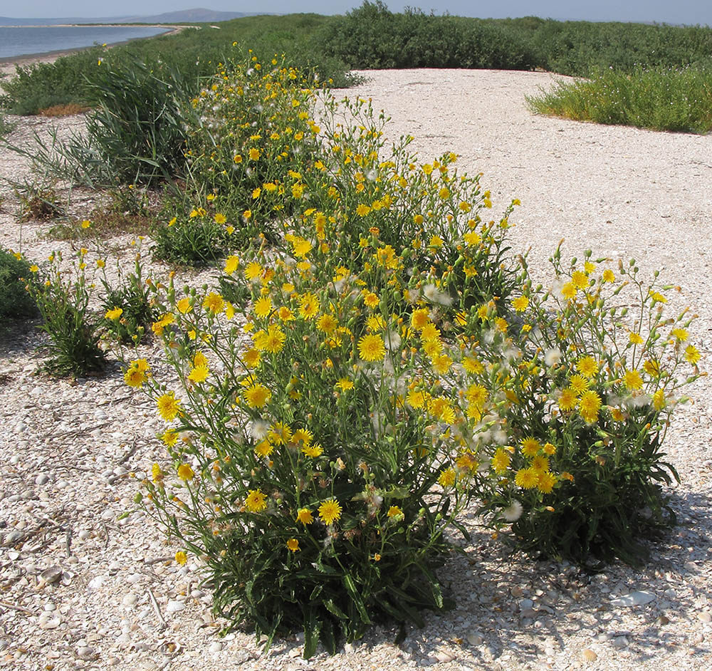 Изображение особи Sonchus arvensis.