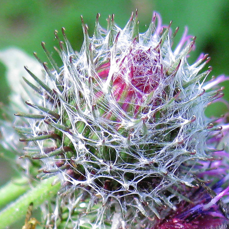 Image of Arctium tomentosum specimen.