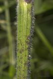 Chaerophyllum temulum. Часть стебля. Крым, р-н с. Подлесное. 08.06.2014.