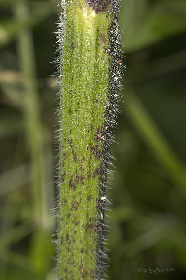 Image of Chaerophyllum temulum specimen.