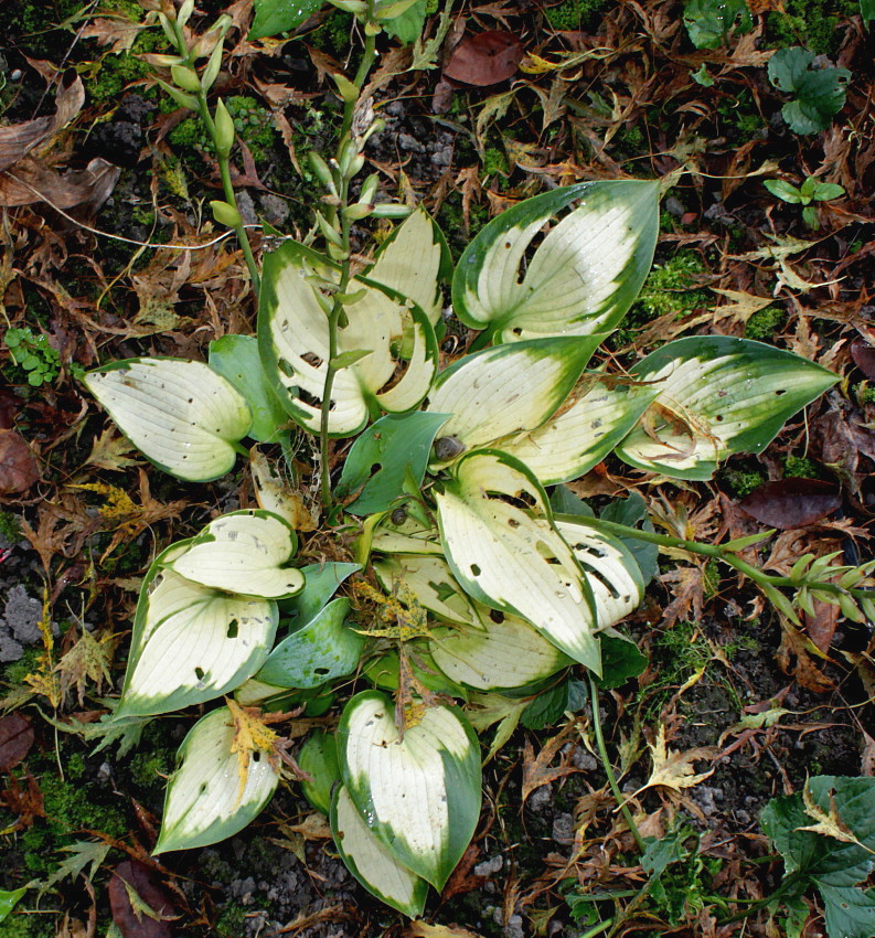 Изображение особи Hosta fortunei.