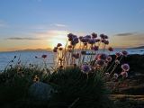 Armeria maritima